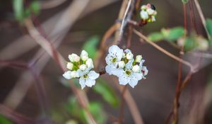 Preview wallpaper pear, flowers, branch