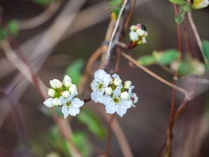 Preview wallpaper pear, flowers, branch