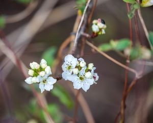 Preview wallpaper pear, flowers, branch