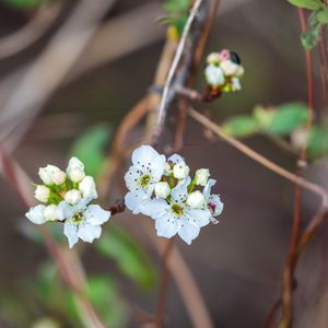 Preview wallpaper pear, flowers, branch