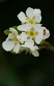 Preview wallpaper pear flowers, flowers, petals, spring, white