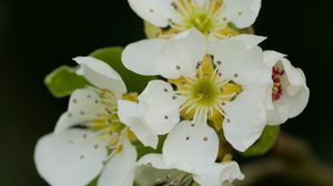 Preview wallpaper pear flowers, flowers, petals, spring, white
