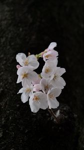 Preview wallpaper pear, flowers, petals, tree