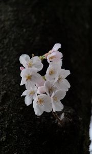 Preview wallpaper pear, flowers, petals, tree