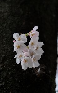 Preview wallpaper pear, flowers, petals, tree