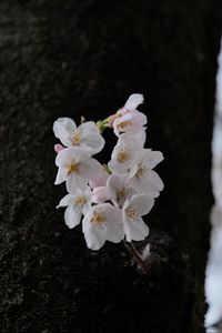 Preview wallpaper pear, flowers, petals, tree