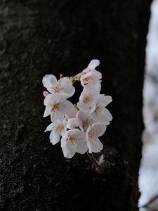 Preview wallpaper pear, flowers, petals, tree