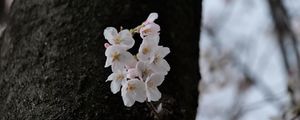 Preview wallpaper pear, flowers, petals, tree