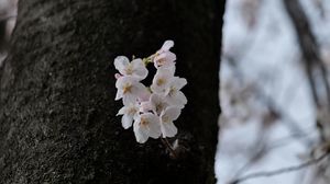 Preview wallpaper pear, flowers, petals, tree