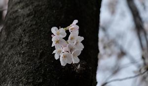 Preview wallpaper pear, flowers, petals, tree