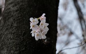 Preview wallpaper pear, flowers, petals, tree