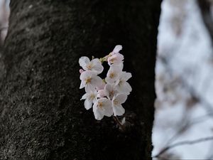 Preview wallpaper pear, flowers, petals, tree