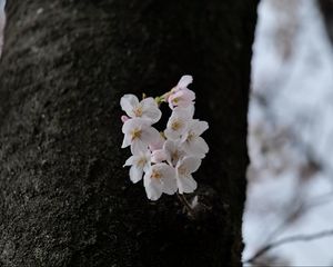 Preview wallpaper pear, flowers, petals, tree