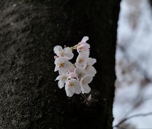 Preview wallpaper pear, flowers, petals, tree