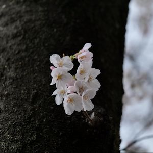 Preview wallpaper pear, flowers, petals, tree