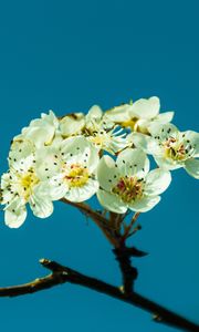 Preview wallpaper pear, flowers, petals, branch