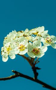 Preview wallpaper pear, flowers, petals, branch