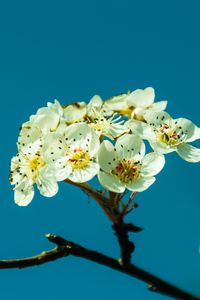 Preview wallpaper pear, flowers, petals, branch