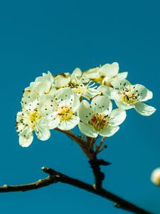 Preview wallpaper pear, flowers, petals, branch