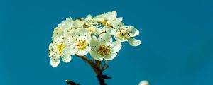 Preview wallpaper pear, flowers, petals, branch