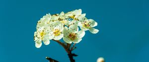 Preview wallpaper pear, flowers, petals, branch