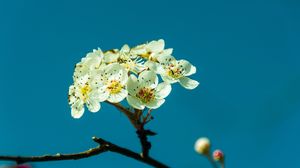 Preview wallpaper pear, flowers, petals, branch