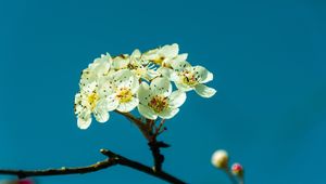 Preview wallpaper pear, flowers, petals, branch