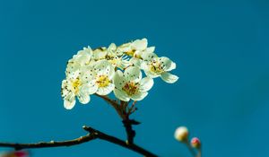 Preview wallpaper pear, flowers, petals, branch