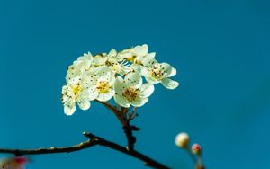 Preview wallpaper pear, flowers, petals, branch