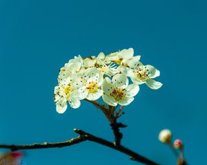 Preview wallpaper pear, flowers, petals, branch