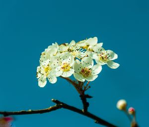 Preview wallpaper pear, flowers, petals, branch