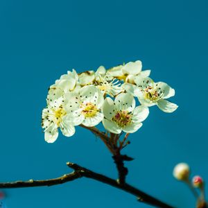 Preview wallpaper pear, flowers, petals, branch