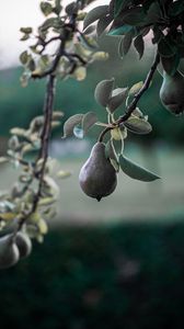 Preview wallpaper pear, fruit, branch, tree