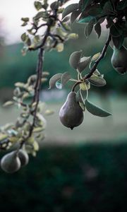 Preview wallpaper pear, fruit, branch, tree