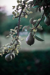 Preview wallpaper pear, fruit, branch, tree