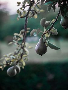 Preview wallpaper pear, fruit, branch, tree