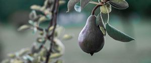 Preview wallpaper pear, fruit, branch, tree