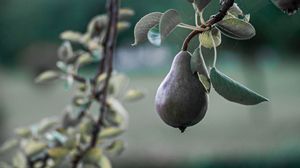 Pear wallpapers hd, desktop backgrounds, images and pictures