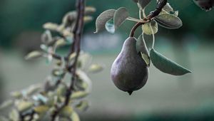 Preview wallpaper pear, fruit, branch, tree