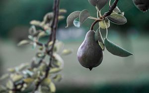 Preview wallpaper pear, fruit, branch, tree