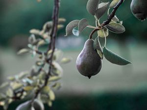 Preview wallpaper pear, fruit, branch, tree