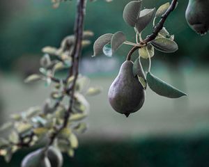 Preview wallpaper pear, fruit, branch, tree