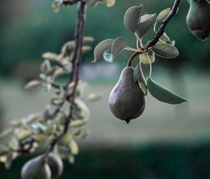 Preview wallpaper pear, fruit, branch, tree