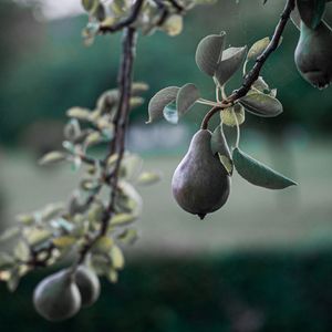 Preview wallpaper pear, fruit, branch, tree