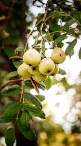 Preview wallpaper pear, fruit, branch, leaves