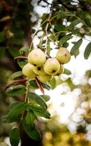 Preview wallpaper pear, fruit, branch, leaves