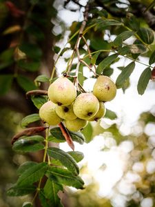 Preview wallpaper pear, fruit, branch, leaves