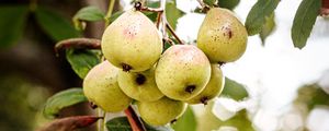 Preview wallpaper pear, fruit, branch, leaves