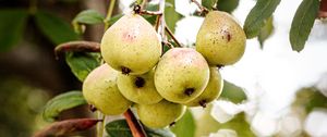 Preview wallpaper pear, fruit, branch, leaves