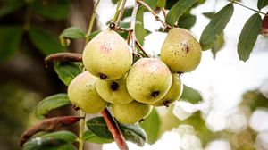 Preview wallpaper pear, fruit, branch, leaves